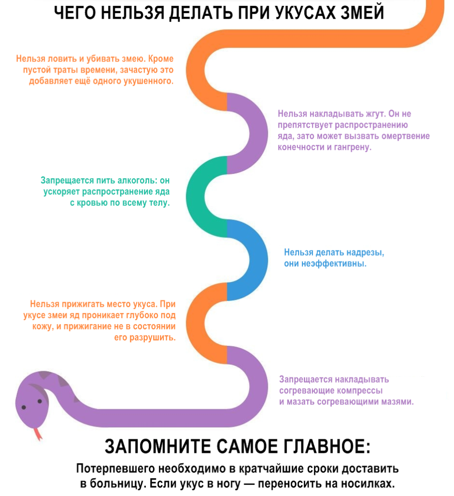 Укус гадюки сколько есть времени. Чтоделатт при укусе змеи. Что нельзя делать при укусе змеи. Что делать при укусе змеи гадюки. Что сделать при укусе ядовитой заеи.